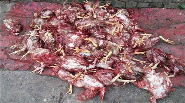 لاہور:بیمار مرغیوں کی فروخت ،سپریم کورٹ میں درخواست