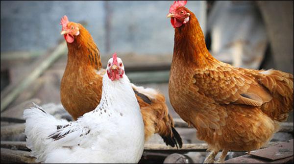 پنجاب: ہر طالبہ کو 5 مرغیاں،ایک مرغا فری دیا جائے گا