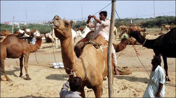 پشاور:مویشی منڈیوں میں مہندی لگے،نقش و نگار والے اونٹ
