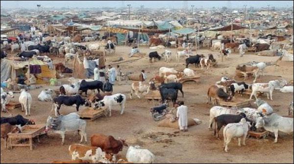 کراچی: مویشی منڈی، بیوپاریوں کو لوٹنے والی خاتون گرفتار