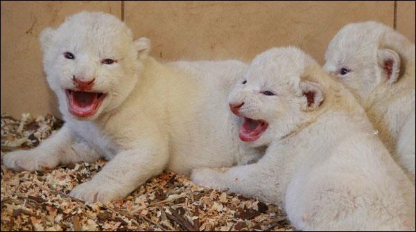 پولینڈ :سفید شیر کے 4ننھے بچے نمائش کیلئے پیش