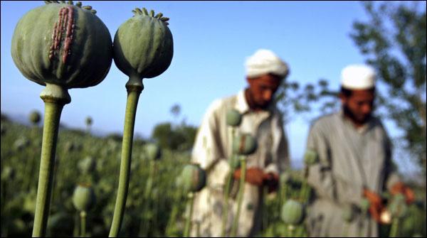 افغانستان، افیون کی پیداوارمیں 43 فیصد اضافہ