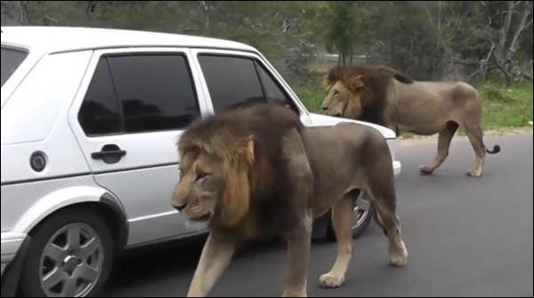 جنوبی افریقہ کی سڑک پر شیروں کی چہل قدمی، ٹریفک جام