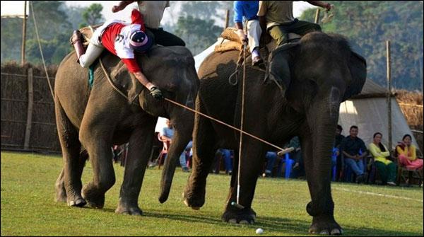نیپال میں ہاتھیوں کا سالانہ پولو ٹورنامنٹ