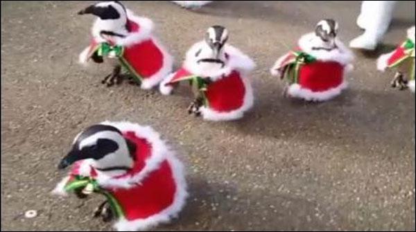 جاپان میں پینگوئنز سانتا کلازبن گئے