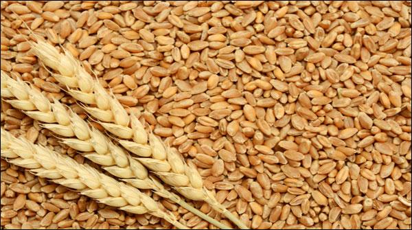 گندم کی امدای قیمت 1300روپے برقرار رکھنے کا فیصلہ