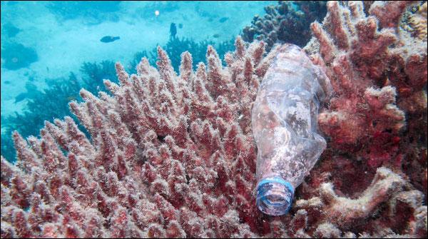 سن  2050 میں سمندر میں مچھلیوں سے زیادہ پلاسٹک ہوگا ؟؟
