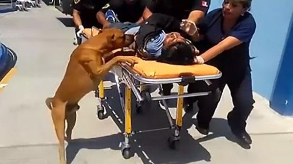 پیرو:وفادار کتے زخمی مالک کے ساتھ اسپتال پہنچ گئے