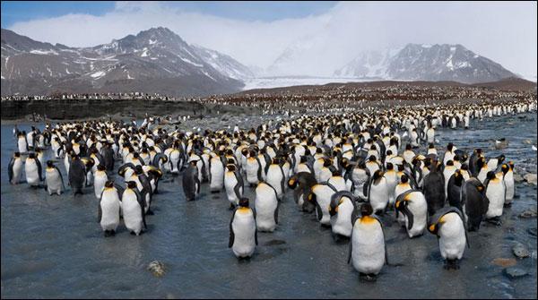 ارجنٹیناکے ساحل پر 10لاکھ پینگوئن
