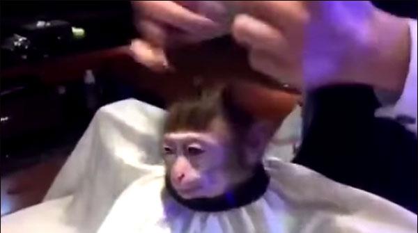ہیر کٹنگ سے متاثر بندر کی دلچسپ ویڈیو وائرل