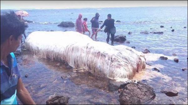 فلپائن کے ساحل پر آنےوالی 20فٹ طویل مخلوق کا معمہ حل
