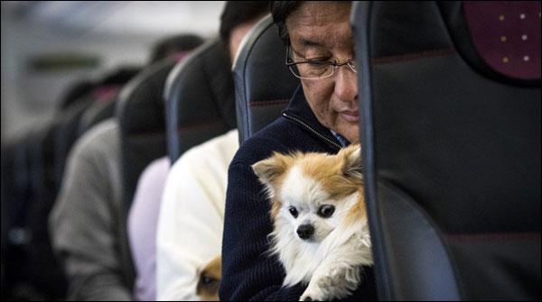 اب کتے بھی ہوائی جہازمیں سفر کا مزہ لیں گے