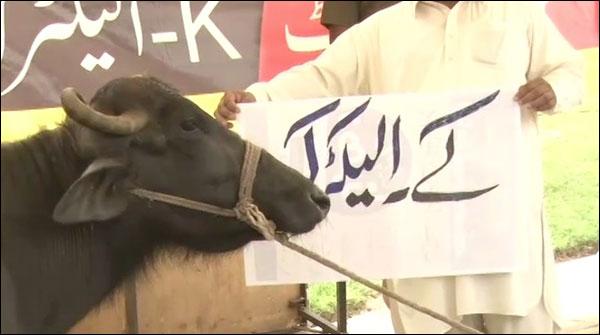 کے الیکٹرک کے خلاف جماعت اسلامی کا دھرنا، بھینسیں بھی شریک