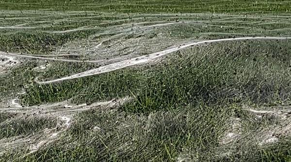 نیوزی لینڈ: مکڑیوں نےسیلاب سےبچنے کے لیےجال بُن دیا