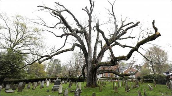 نیوجرسی:600 سالہ قدیم درخت کاٹ دیا گیا