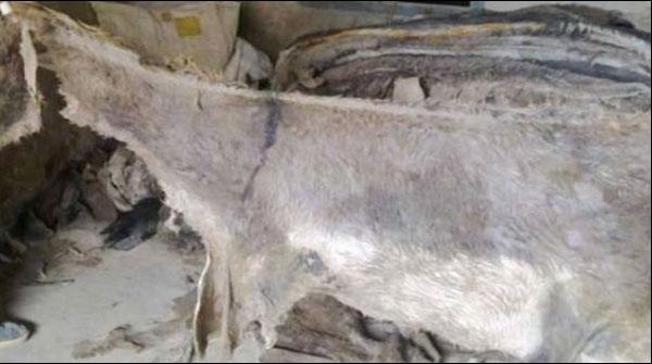 گلستان جوہر کراچی سے پونے 5ہزار گدھوں کی کھالیں برآمد