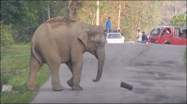 بھارت کی سڑک پر ہاتھی کا دھرنا