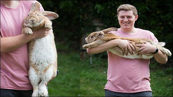 برطانوی خرگوش سب سے بڑا ہونے کی دوڑ میں شامل