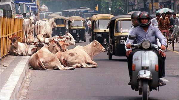 بھارت :گائے، بیل، بھینس ،اونٹ ذبح کرنے پر پابندی