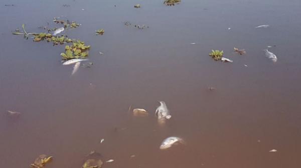 ’پانی میں زہر نہیں‘: راول ڈیم میں ہزاروں ٹن مچھلی کی ہلاکت معمہ بن گئی