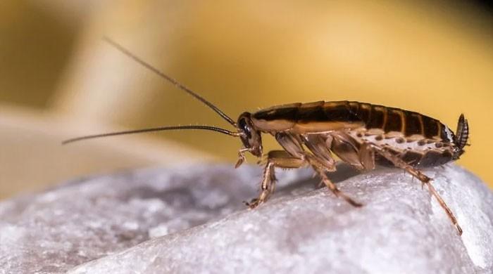 بیوی کو لال بیگوں کا خوف، شوہر  نے تین سال میں 18 گھر بدل ڈالے