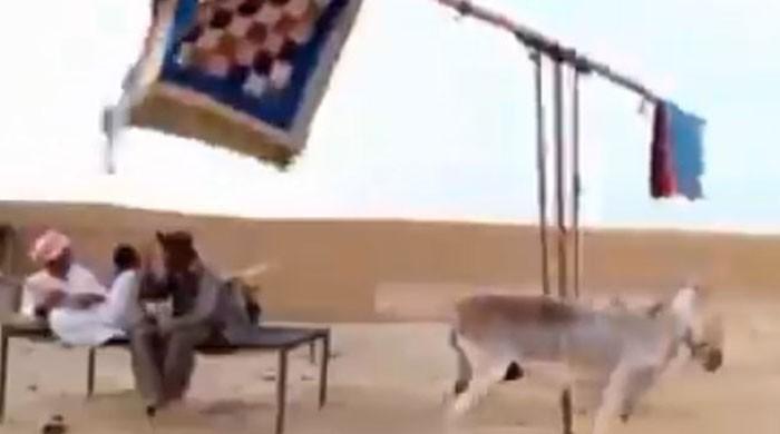 گرمی سے بچنے کیلئے گدھے کے ذریعے پنکھا چلانے کی ویڈیو  وائرل