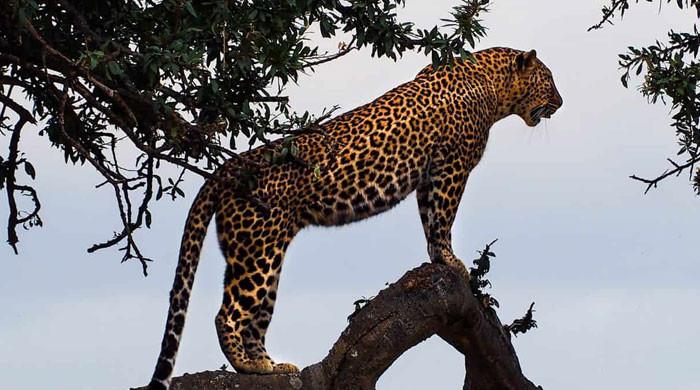 چین میں تین خطرناک تیندوے چڑیا گھر سے فرار ہوگئے