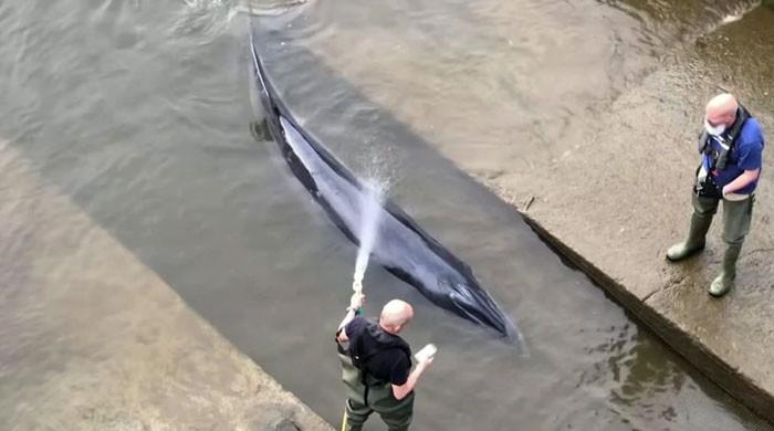 لندن کے دریائے تھیمز میں پھنسنے والی چھوٹی وہیل کو ریسکیو کرلیا گیا