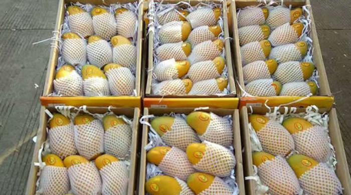 کورونا پابندیوں کے باعث  آم کے برآمد کنندگان غیر یقینی کا شکار