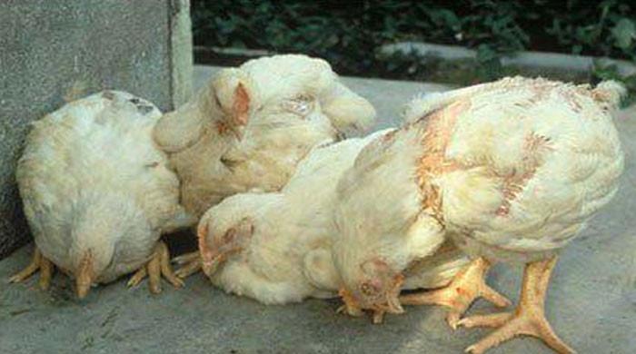 ملک میں نئے وائرس سے مرغیاں مرنے لگیں