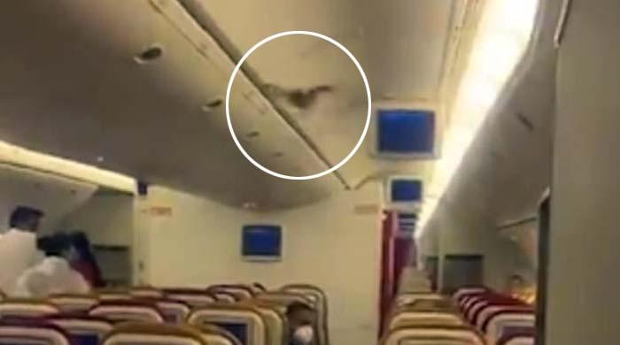 چمگادڑ کی موجودگی: جہاز کو فضا سے زمین پر اتارنا پڑ گیا