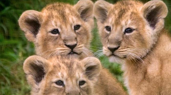 لاہور چڑیاگھر میں ماں کے دودھ سے محروم شیر کے بچوں کے بیمار ہونے کا خدشہ