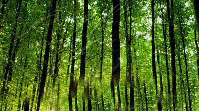 ورلڈ بینک نے  پنجاب گرین ڈویلپمنٹ پروگرام پر عائد جرمانہ واپس لےلیا