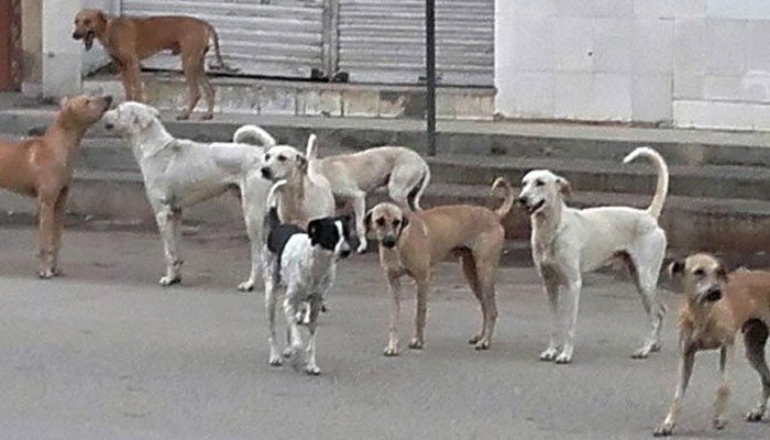 کتوں کے کاٹنے سے زخمی افراد میں 4 بچے،7 نوجوان اور ایک بزرگ شامل ہے، ترجمان خیبر ٹیچنگ اسپتال— فوٹو:فائل