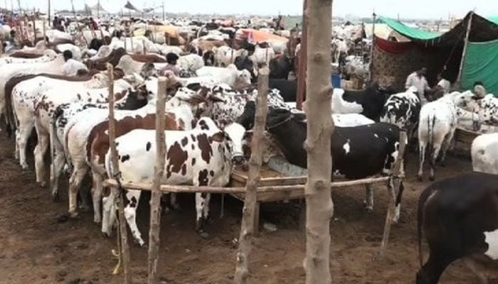 لاہور میں بیلوں کی جوڑی کی قیمت صرف 50 لاکھ روپے جبکہ فیصل آباد میں 17 سو کلو وزنی شیر پنجاب اور25 لاکھ روپے کےسونا چاندی بھی فروخت کےلیے تیار ہیں  —فوٹو:فائل
