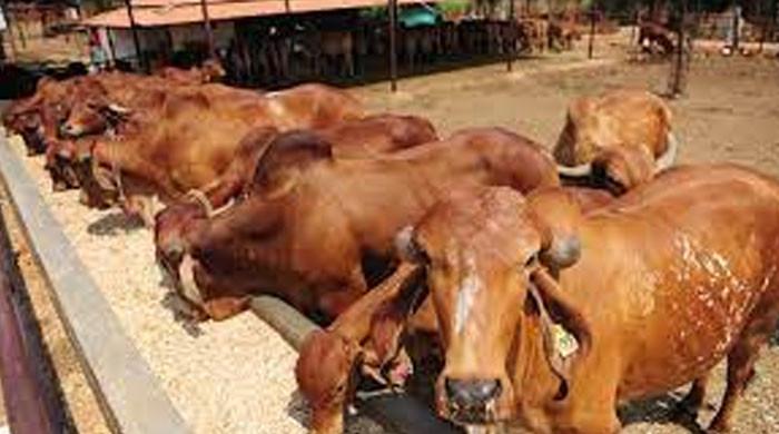 کشمیر میں ذبیحہ گاؤ پر پابندی