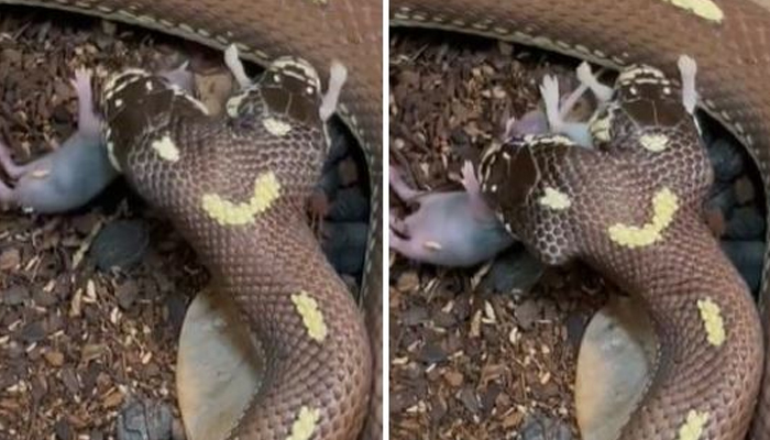 امریکا سے تعلق رکھنے والے برائن بارکزک نے حال ہی میں دومنہ والے سانپ کی ایک ویڈیو انسٹا گرام پر شیئر کی —فوٹو:سوشل میڈیا