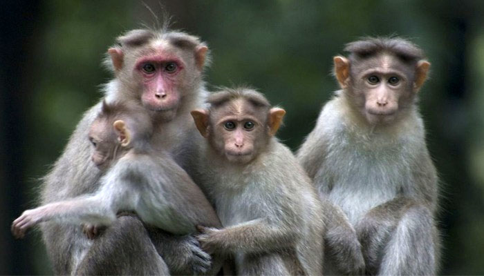 ابتدائی تحقیقات کے مطابق بندروں کو زہر دیا گیا تھا اور شرپسندوں نے بوری میں ڈال کر سڑک کنارے پھینک دیا—فوٹو: فائل