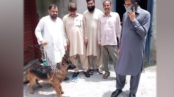 2 روز کے سرچ آپریشن کے بعدکمشنر گوجرانوالا کا گمشدہ کتا مل گیا