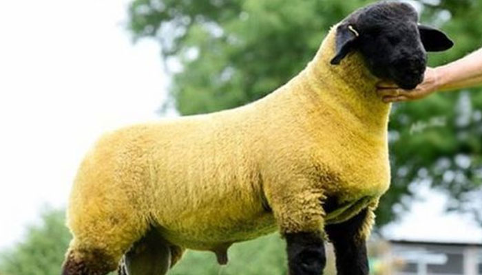 بھیڑ یورپ کے شمالی جزیرے مین منعقدہ ایک نیلامی کے دوران فروخت کیا گیا،فوٹوبشکریہ سوشل میڈیا