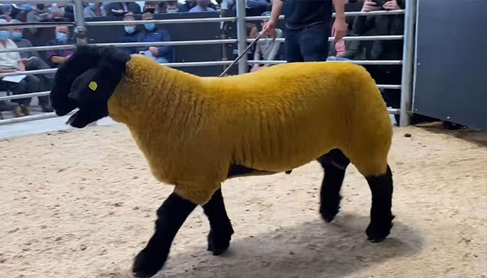 فروخت کیے گئے مہنگے ترین بھیڑ کی عمر صرف 7 ماہ  ہے,فوٹوبشکریہ بی بی سی