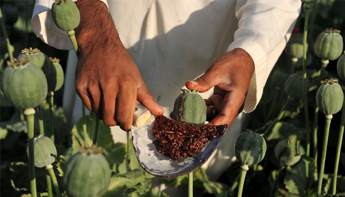 افغانستان افیون بنانے والا دنیا کا سب سے بڑا ملک ہے — فوٹو: فائل