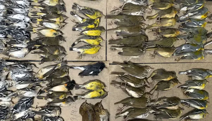 فلاحی ادارے کے رضاکار نے ورلڈ ٹریڈ سینٹر کے باہر پڑے تقریبا 300 مردہ پرندوں کی ویڈیو شیئر کر دی۔ فوٹو: فائل