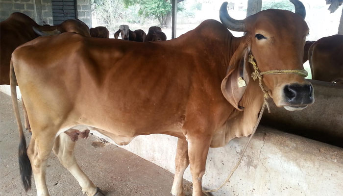 پولیس نے رمیا کی بات سنی اور پھر اسے سمجھاکر گایوں کو جانوروں کے اسپتال بھیج دیا گیا—فوٹو فائل