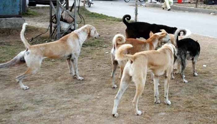 کراچی کے علاقےکورنگی میں کتا مار مہم کیلئے بنائی گئی مٹھائی بچے سمیت 5 افراد نےکھا لی۔ —فوٹو: فائل