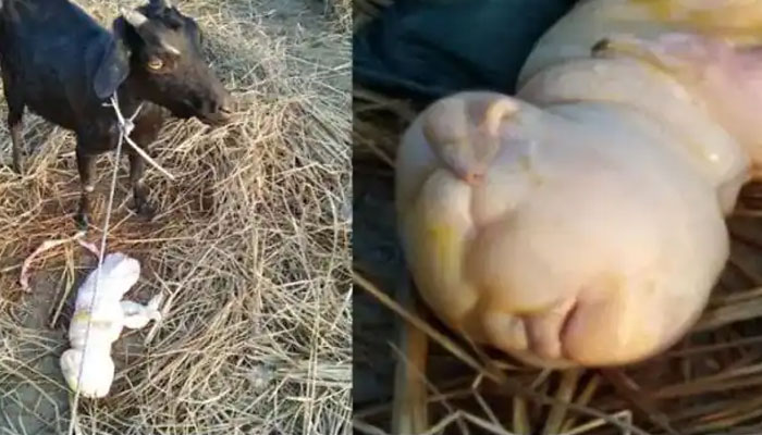 واقعہ بھارتی ریاست آسام میں پیش آیا جہاں بکری کا بچہ صرف دو ٹانگوں کےساتھ بغیر دم کے پیدا ہوا: میڈیا رپورٹس/ فوٹو بشکریہ بھارتی میڈیا