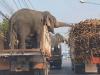 ہاتھیوں کی ٹرک سے گنا چوری کرکے کھانے کی ویڈیو وائرل