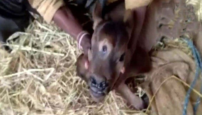 احتیاط کے طور پر بچھڑے کا چیک اپ مقامی جانوروں کے ڈاکٹر سے کرایا گیا ہے جس نے اسے صحت مند قرار دے دیا ہے —فوٹو: ٹوئٹر
