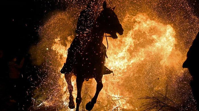 اسپین میں انوکھا تہوار، گھوڑوں کو آگ کے جلتے ہوئے الاؤ سے گزارا گیا
