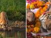 'سپر موم' کا لقب پانے والی شیرنی  کی ہندو مذہب کے تحت آخری رسومات وائرل